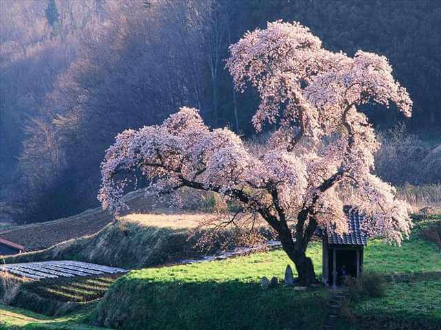 想像を絶する美しさ】日本のカラフルな木７選 – ページ 5 – ❀ GARDENIWA